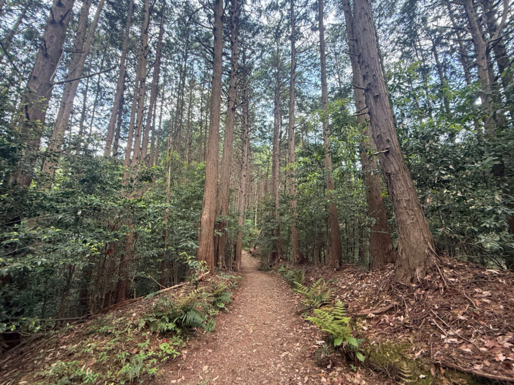 日和田山 → 物見山