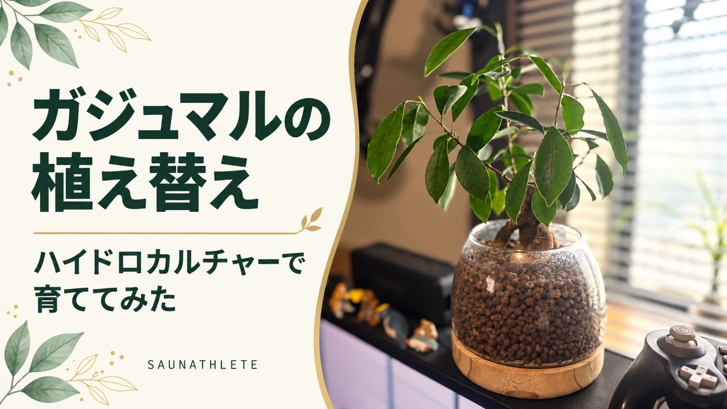 ガジュマルをハイドロカルチャーで植え替え。買ったときの深さを目安に