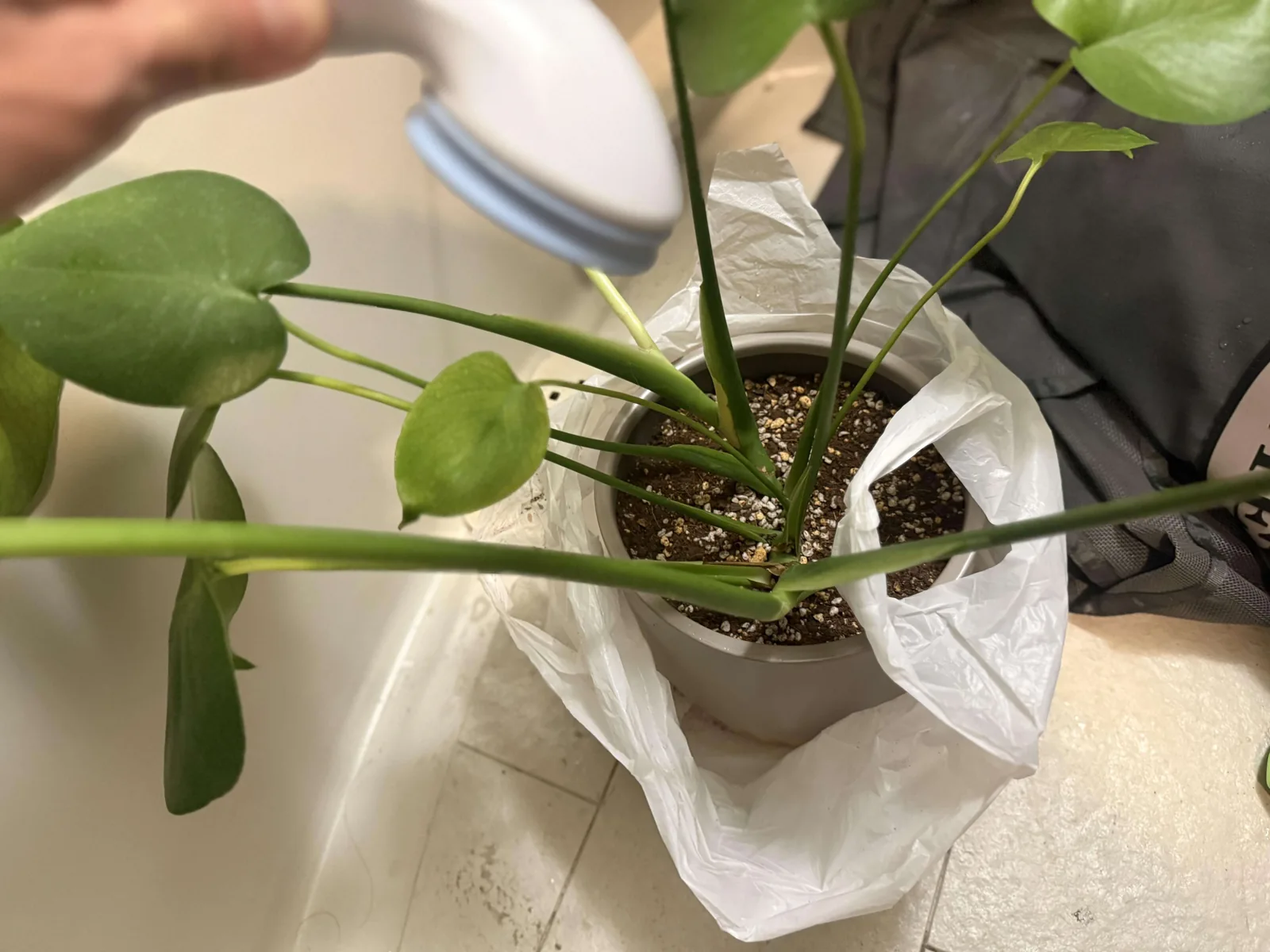 水やりをして、窓際へ