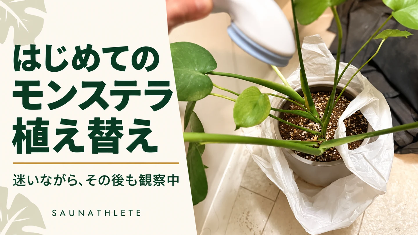 初めてのモンステラ植え替え。加減が分からないまま、その後も観察中